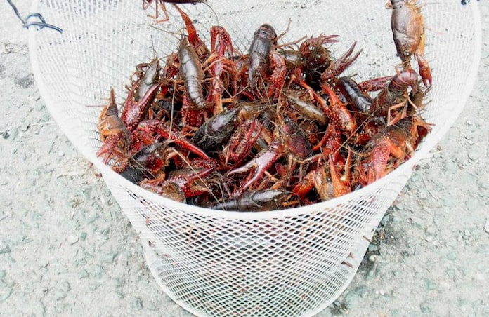 アメリカザリガニ 特定外来 見送り 効果に疑問の声 日本経済新聞 アメリカザリガニ 特定外来 見送り 効果に疑問の声 日本経済新聞