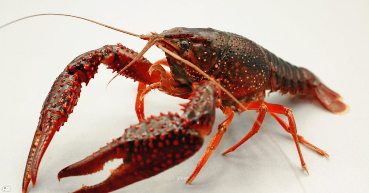 アメリカザリガニ 特定外来 見送り 効果に疑問の声 日本経済新聞