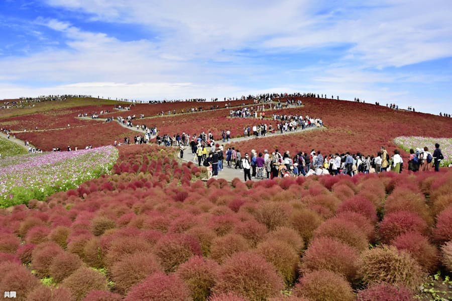 青空に映える真っ赤な丘 紅葉コキアが見ごろ 日本経済新聞