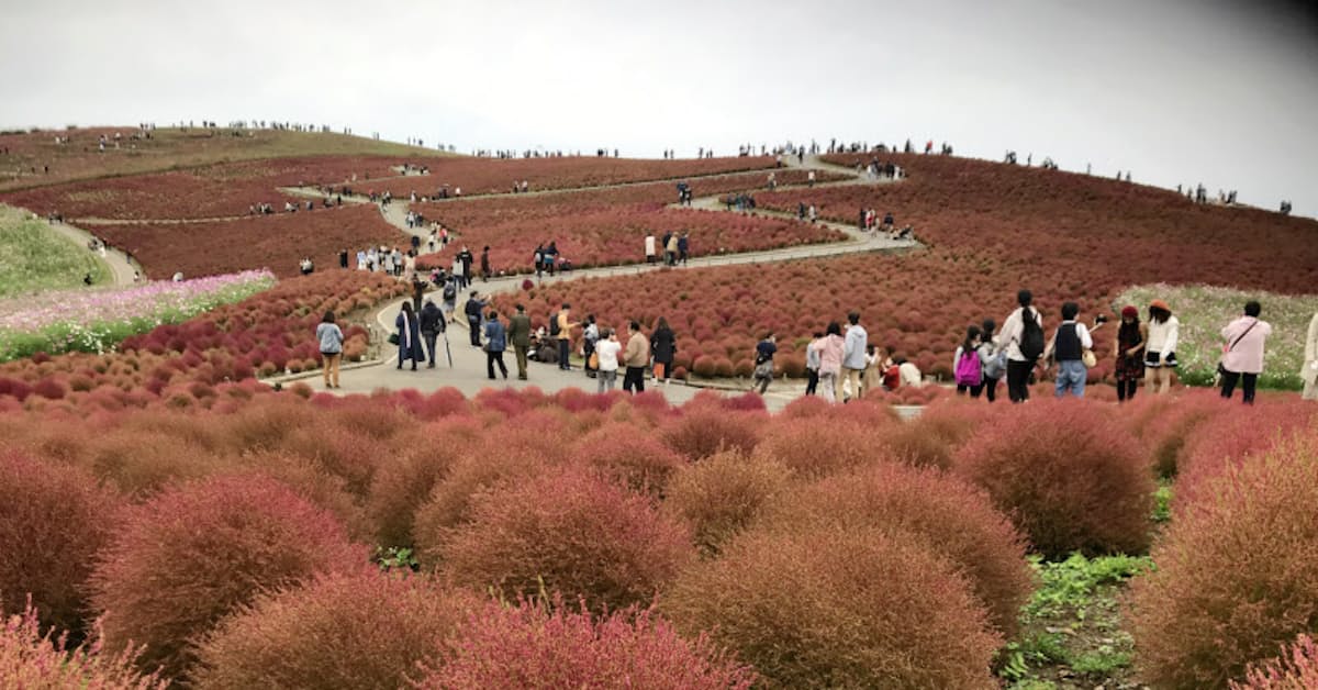 コキアとコスモス 紅の共演 茨城のひたち海浜公園 日本経済新聞