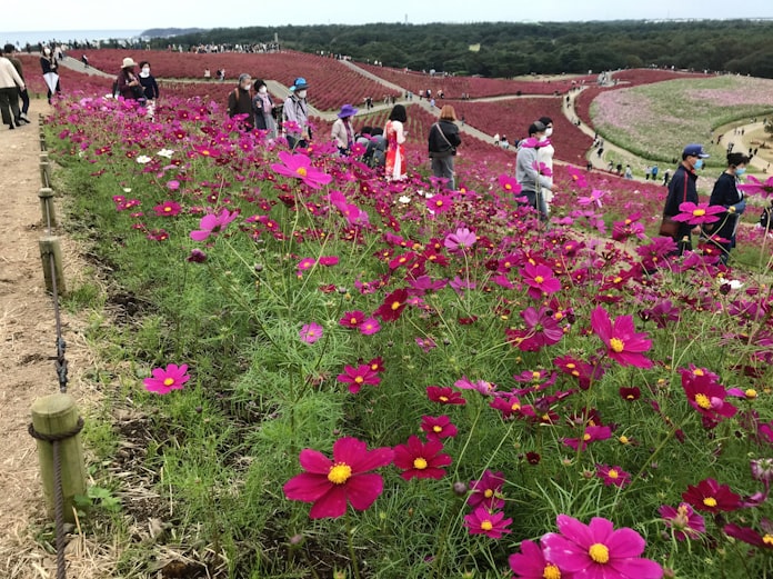 コキアとコスモス 紅の共演 茨城のひたち海浜公園 日本経済新聞 コキアとコスモス 紅の共演 茨城のひたち海浜公園 日本経済新聞