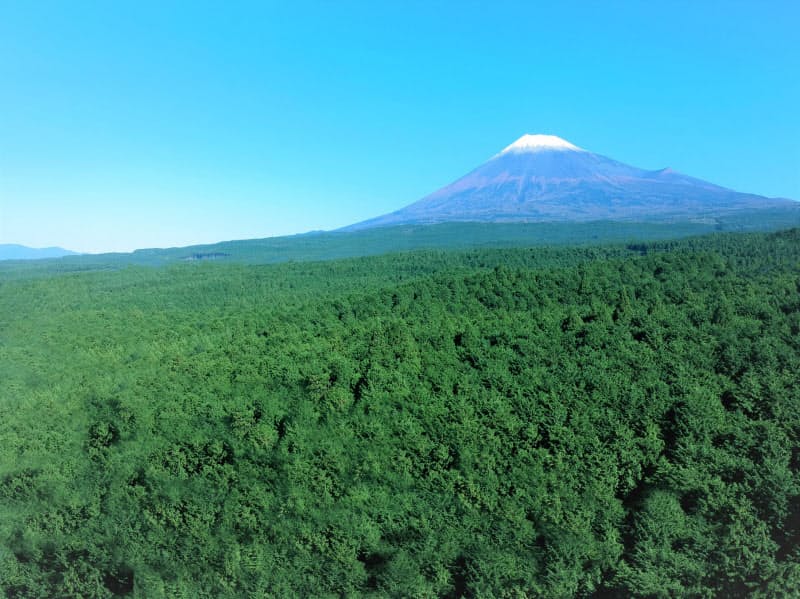 比較的なだらかな斜面のため伐採・搬送しやすいのも利点という 比較的なだらかな斜面のため伐採・搬送しやすいのも利点という