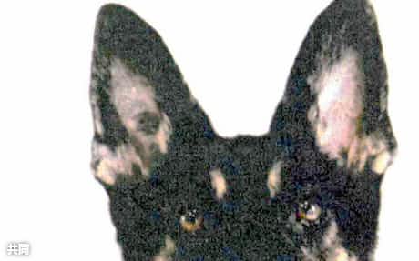 逃げた警察犬を発見 兵庫県警のシェパード 日本経済新聞