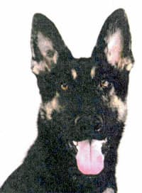 警察犬「クレバ号」(兵庫県警提供)=共同