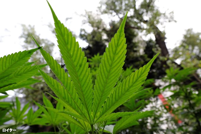 Nz 大麻合法化 反対 多数で否決 国民投票 日本経済新聞