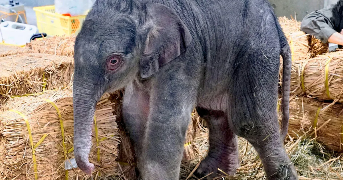 上野でゾウの赤ちゃん誕生 開園以来初 体重1キロ 日本経済新聞 上野でゾウの赤ちゃん誕生 開園以来初 体重1キロ 日本経済新聞