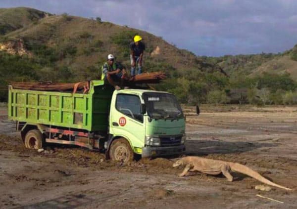 インドネシアのリンチャ島とみられる建設現場でトラックと対峙するコモドドラゴン=インスタグラム@gregoriusafiomaより