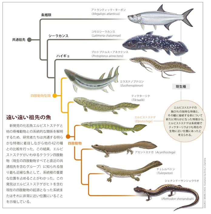 見えてきた指の起源 海の中で進化した 日本経済新聞 見えてきた指の起源 海の中で進化した 日本経済新聞