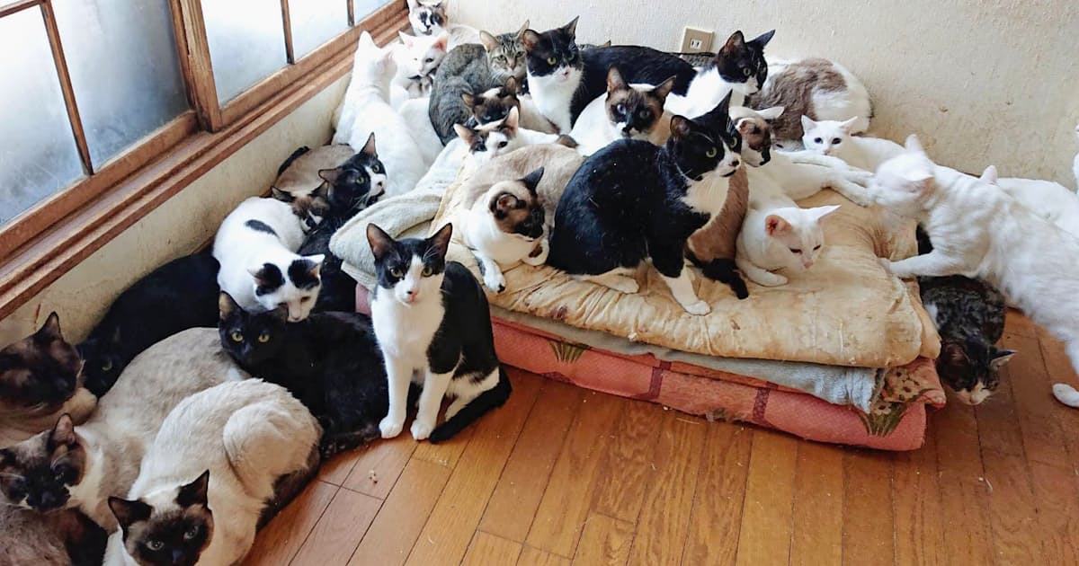 動物愛護団体の飼育数制限へ 行き場失う犬猫増懸念 日本経済新聞 動物愛護団体の飼育数制限へ 行き場失う犬猫増懸念 日本経済新聞