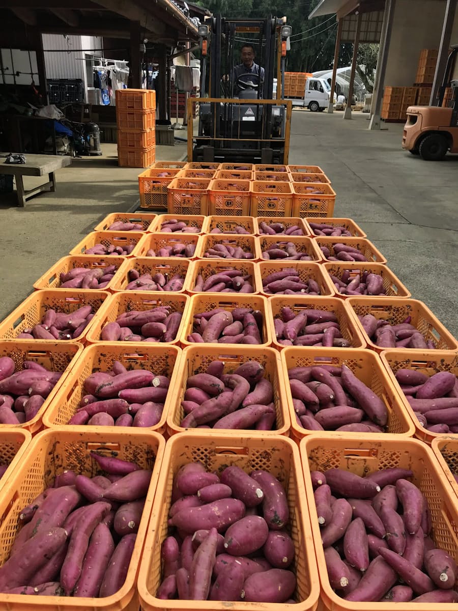 サツマイモ輸出 10年で10倍 東南アジアで人気 日本経済新聞