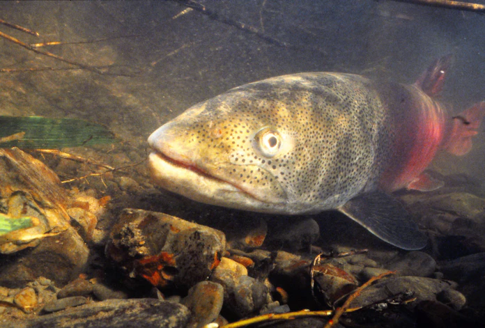 幻の魚イトウ7河川生息か 北大 水からdna検出 日本経済新聞 幻の魚イトウ7河川生息か 北大 水からdna検出 日本経済新聞