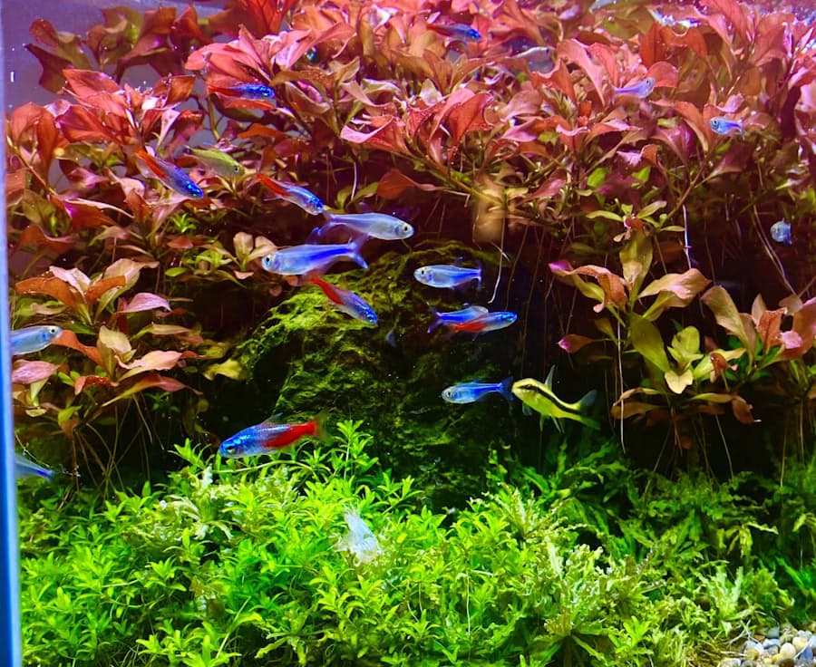 熱帯魚 4割高 経験則覆す景気低迷下のブーム 日本経済新聞 熱帯魚 4割高 経験則覆す景気低迷下のブーム 日本経済新聞