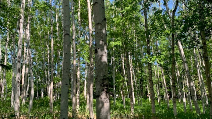 北海道大学 シラカバ花粉の飛散を400メートル間隔で予測 日本経済新聞 北海道大学 シラカバ花粉の飛散を400メートル間隔で予測 日本経済新聞