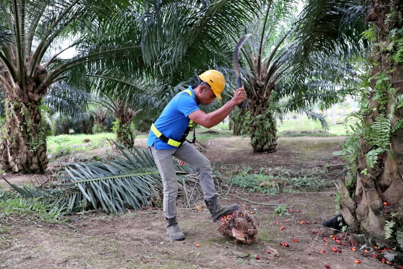自社だけでなく、サプライチェーンでの人権侵害防止も必要だ(マレーシアのパーム農園、1月)=ロイター 自社だけでなく、サプライチェーンでの人権侵害防止も必要だ(マレーシアのパーム農園、1月)=ロイター