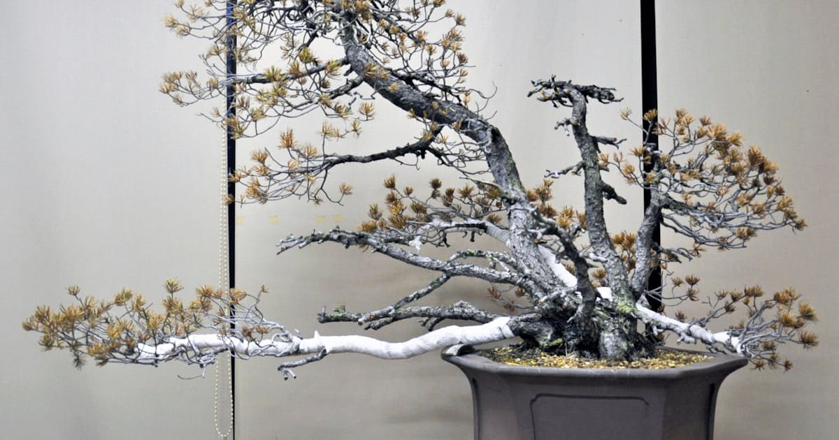 600万円の盆栽枯死 大宮盆栽美術館 虫害など要因 日本経済新聞 600万円の盆栽枯死 大宮盆栽美術館 虫害など要因 日本経済新聞