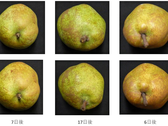 ラ フランスの食べごろ判定アプリ 山形大など開発 日本経済新聞 ラ フランスの食べごろ判定アプリ 山形大など開発 日本経済新聞