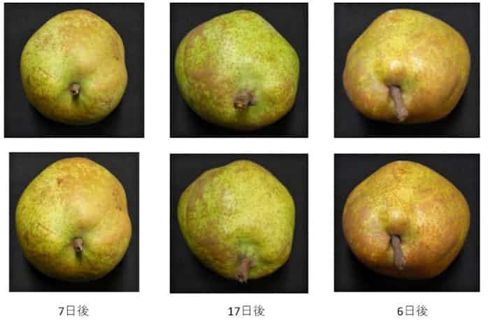 ラ フランスの食べごろ判定アプリ 山形大など開発 日本経済新聞