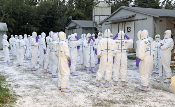 鳥インフルエンザの陽性が確認された福岡県宗像市の養鶏場で、殺処分の準備をする県職員ら(25日午前)=同県提供・共同