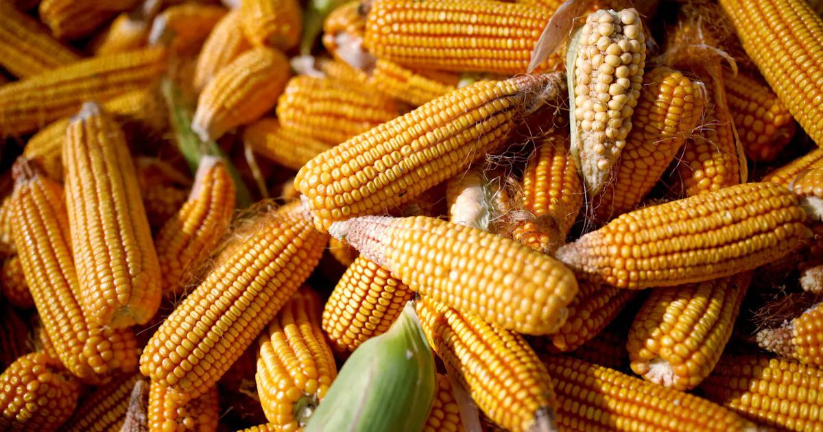 中国 トウモロコシの自給厳しく 輸入急増 世界市場を揺らす 日本経済新聞 中国 トウモロコシの自給厳しく 輸入急増 世界市場を揺らす 日本経済新聞