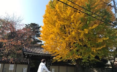 妙寿寺の門前には、巨大なイチョウの木がそびえ立つ