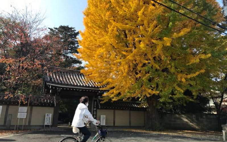 妙寿寺の門前には、巨大なイチョウの木がそびえ立つ