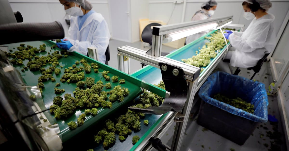 大麻を 最も危険 分類から削除 医療用 国連委が承認 日本経済新聞