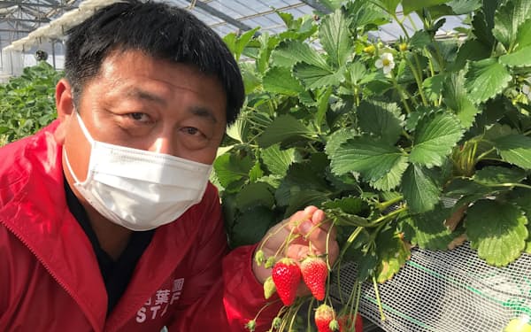 イチゴ新品種 とちあいか 店頭やケーキ店でお目見え 日本経済新聞