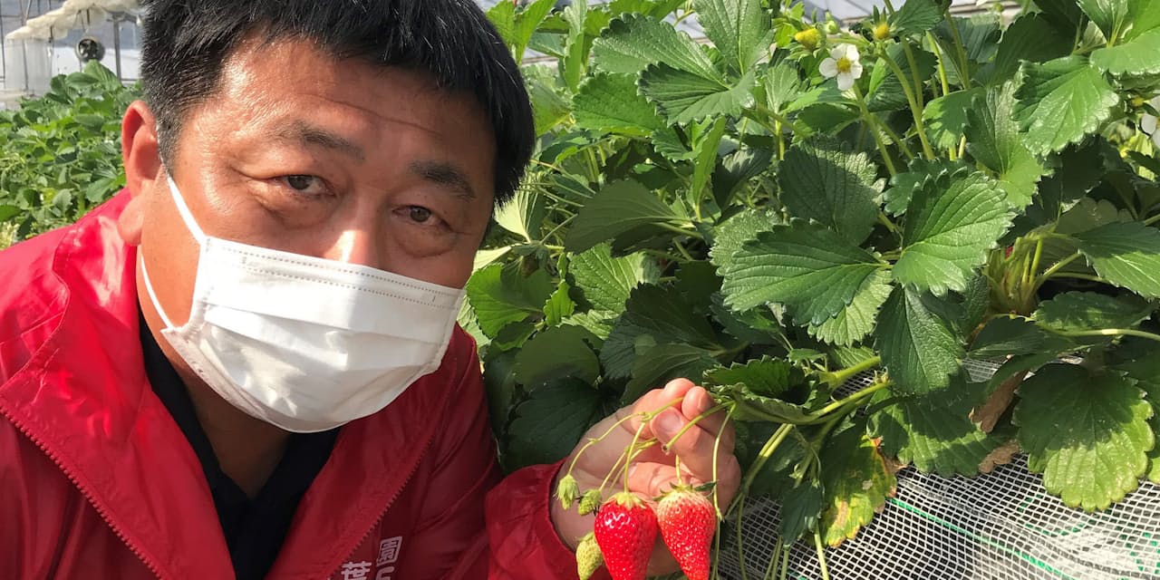 イチゴ大国ニッポン 甘く大きく品種開発300種類以上 Nikkei Style イチゴ大国ニッポン 甘く大きく品種開発300種類以上 Nikkei Style