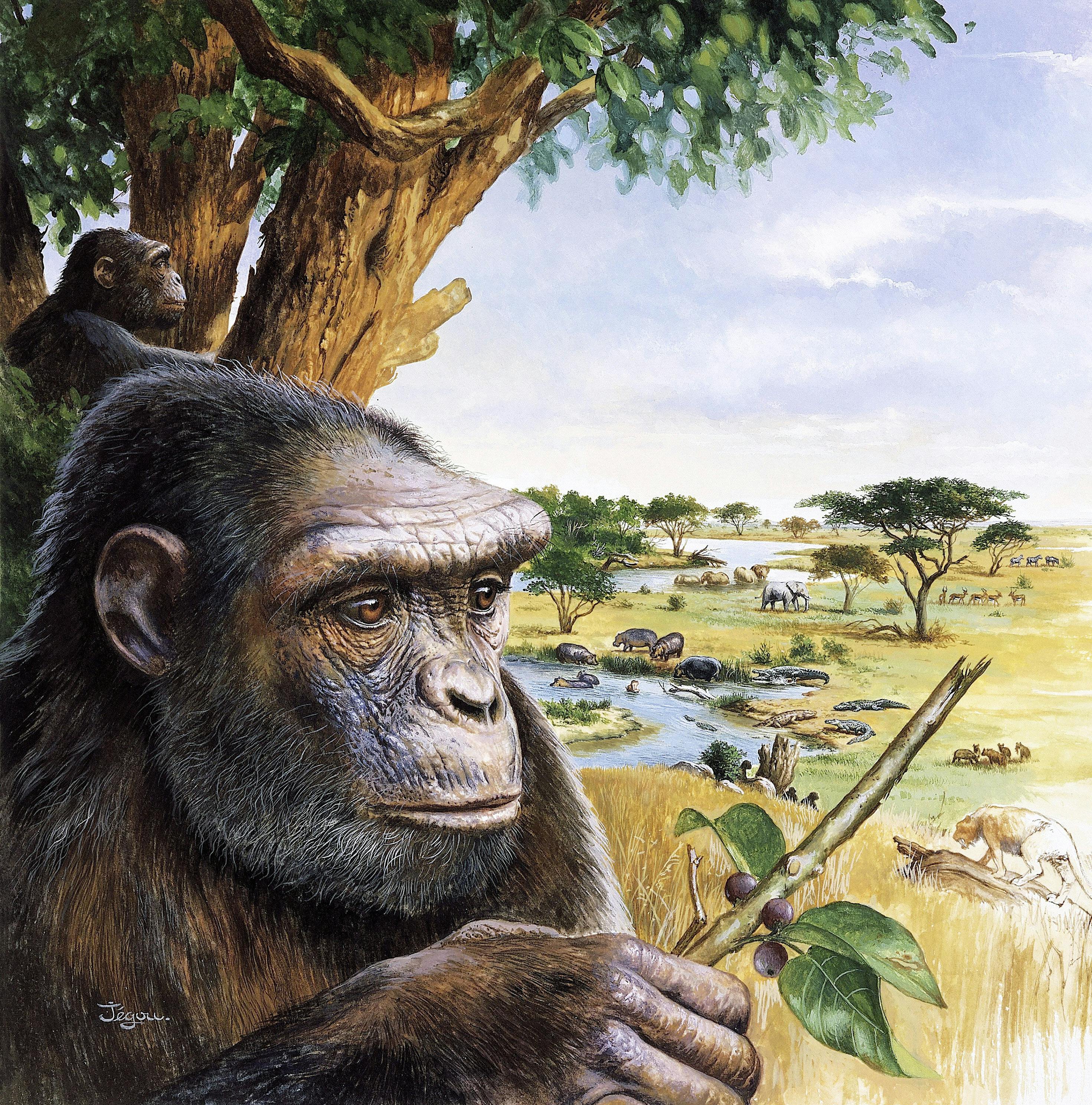 姿を消したアウストラロピテクス 変わる歴史教科書 Nikkei Style 姿を消したアウストラロピテクス 変わる歴史教科書 Nikkei Style