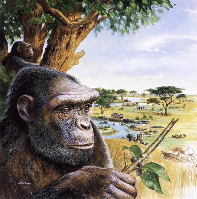 姿を消したアウストラロピテクス 変わる歴史教科書 Nikkei Style 姿を消したアウストラロピテクス 変わる歴史教科書 Nikkei Style