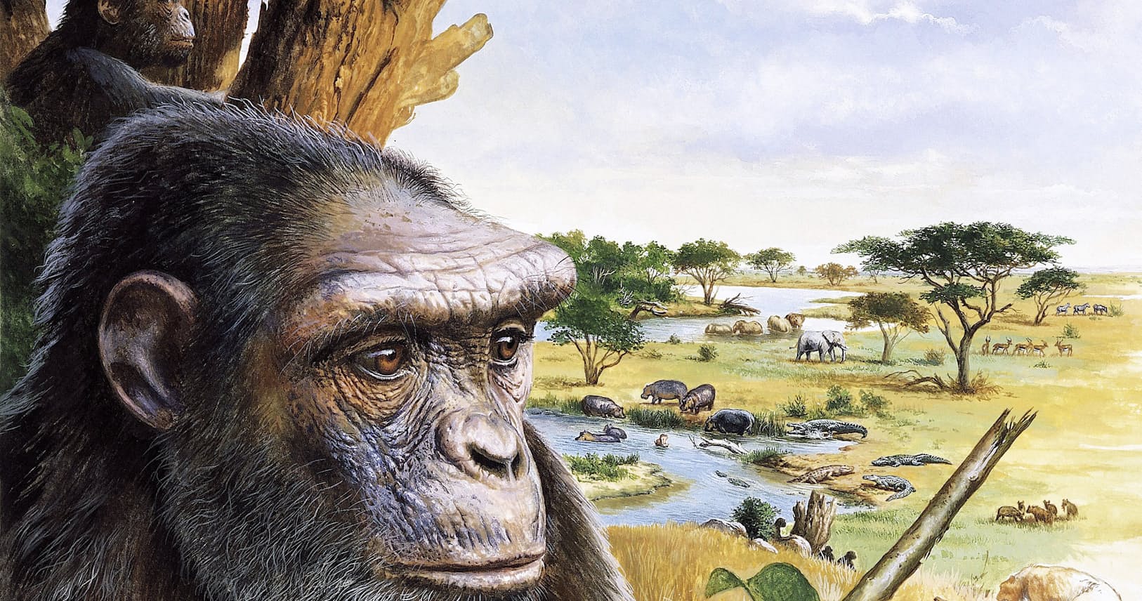 姿を消したアウストラロピテクス 変わる歴史教科書 Nikkei Style 姿を消したアウストラロピテクス 変わる歴史教科書 Nikkei Style