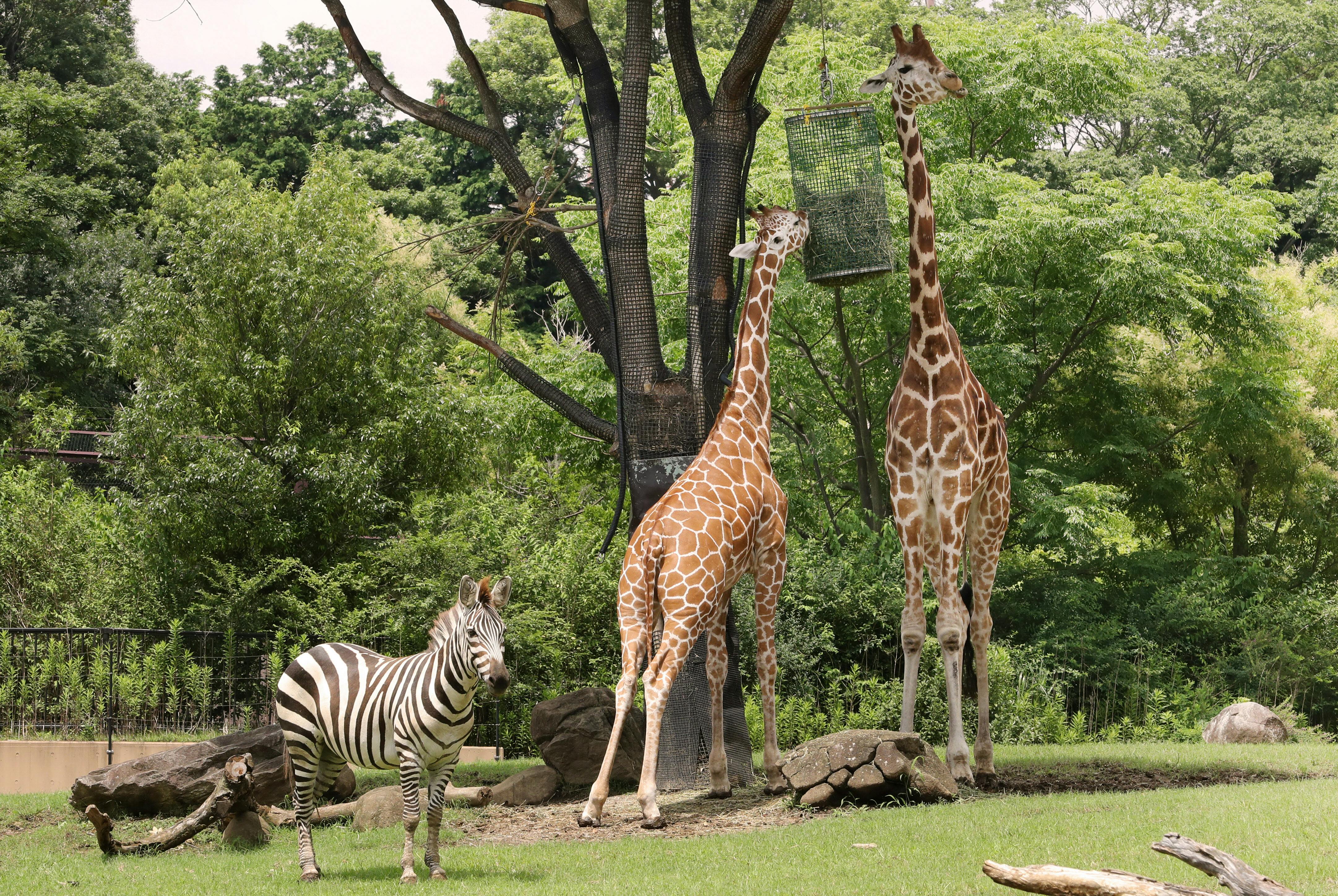 動物も喜ぶ飼育環境の良い動物園10選 保護や研究に力 Nikkei Style 動物も喜ぶ飼育環境の良い動物園10選 保護や研究に力 Nikkei Style