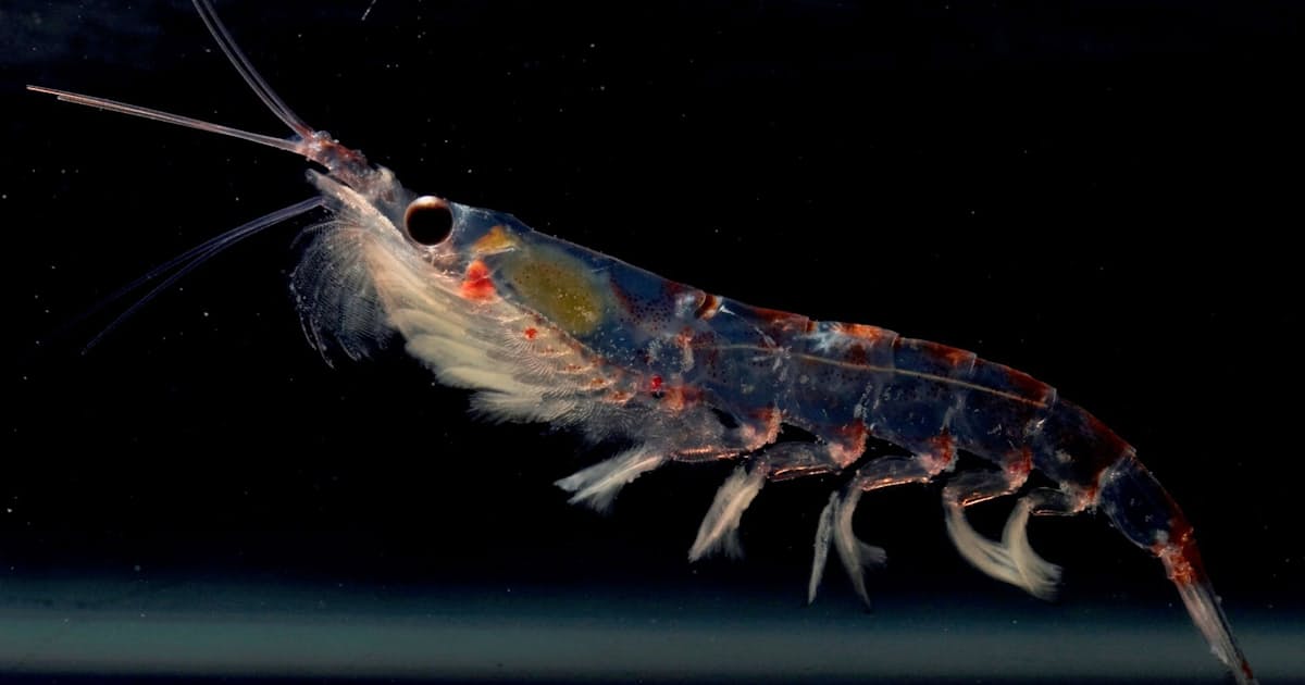 高騰するエサ オキアミ 海釣りファンが悲鳴 日本経済新聞 高騰するエサ オキアミ 海釣りファンが悲鳴 日本経済新聞