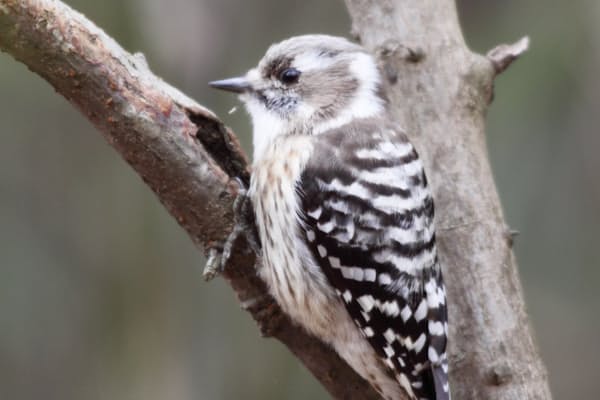清楚でスマートなユリカモメ 鳴き声は恐竜のよう Nikkei Style 清楚でスマートなユリカモメ 鳴き声は恐竜のよう Nikkei Style