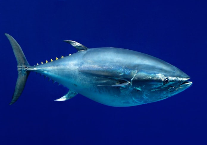 クロマグロ 絶滅危惧種に指定 日本経済新聞 クロマグロ 絶滅危惧種に指定 日本経済新聞