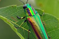 金属光沢のある緑色に鮮やかな赤紫の帯を持つ=写真 永幡嘉之 金属光沢のある緑色に鮮やかな赤紫の帯を持つ=写真 永幡嘉之