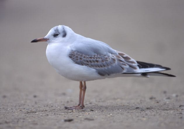 清楚でスマートなユリカモメ 鳴き声は恐竜のよう Nikkei Style 清楚でスマートなユリカモメ 鳴き声は恐竜のよう Nikkei Style