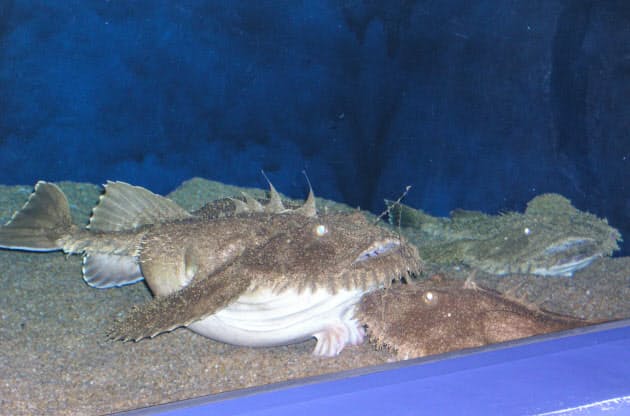 ゼラチン質の卵帯 長さ10メートルにも 東日本でよく獲れるキアンコウ 冬場の鍋の Nikkei Style ゼラチン質の卵帯 長さ10メートルにも 東日本でよく獲れるキアンコウ 冬場の鍋の Nikkei Style