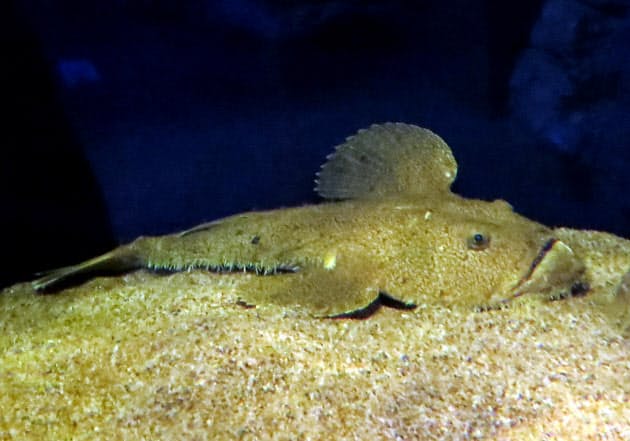 ゼラチン質の卵帯 長さ10メートルにも 東日本でよく獲れるキアンコウ 冬場の鍋の Nikkei Style ゼラチン質の卵帯 長さ10メートルにも 東日本でよく獲れるキアンコウ 冬場の鍋の Nikkei Style