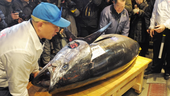 築地でマグロ初セリ 最高値は1匹451万円 日本経済新聞