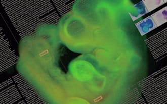 STAP細胞と、そこから作られた緑のマウス（写真）、マウスに注射して作ったテラトーマ（奇形腫）、2種類の幹細胞はすべて10年前に作られたES細胞からできていたことがわかった
