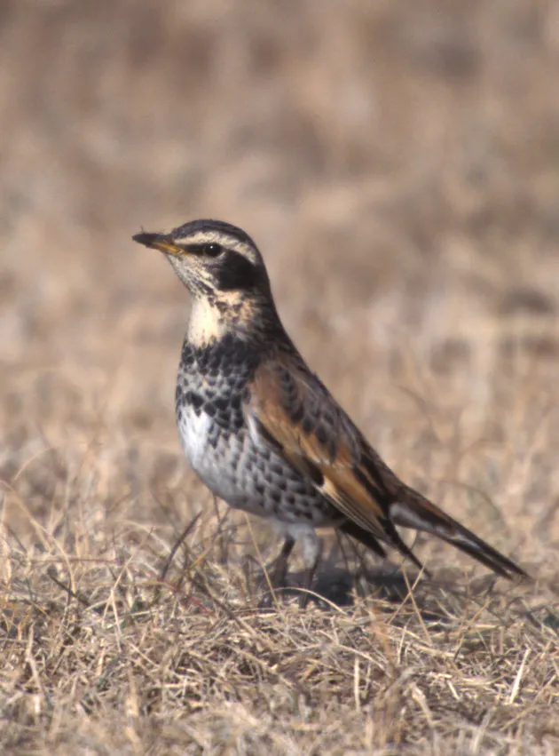 地上で目立ちはじめるツグミ 春の足音告げる使者 Nikkei Style 地上で目立ちはじめるツグミ 春の足音告げる使者 Nikkei Style