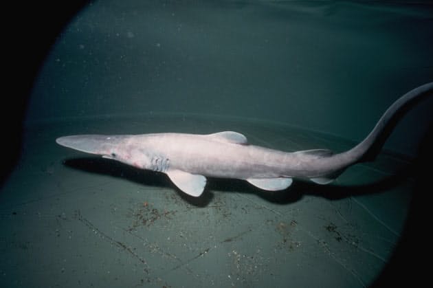 深海で生きるため 悪魔の容貌になったミツクリザメ Nikkei Style 深海で生きるため 悪魔の容貌になったミツクリザメ Nikkei Style