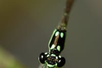 ヒヌマイトトンボは愛らしい4つの斑紋をもつ=写真 永幡嘉之 ヒヌマイトトンボは愛らしい4つの斑紋をもつ=写真 永幡嘉之