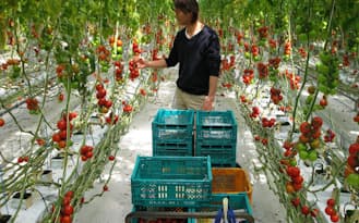 とまとランドいわきは、6次産業化ファンドを使いトマトのテーマパーク作りにも挑戦（福島県いわき市）