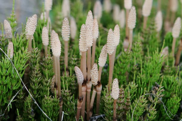 アジサイの別名知っていますか チャレンジことばのドリル Nikkei Style アジサイの別名知っていますか チャレンジことばのドリル Nikkei Style