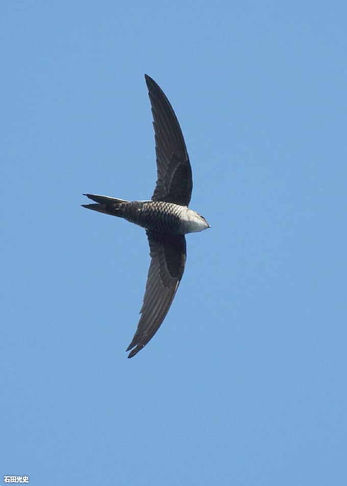 足まで白い 空飛ぶペンギン イワツバメ 日本経済新聞