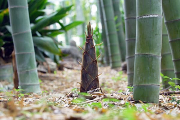 アジサイの別名知っていますか チャレンジことばのドリル Nikkei Style アジサイの別名知っていますか チャレンジことばのドリル Nikkei Style