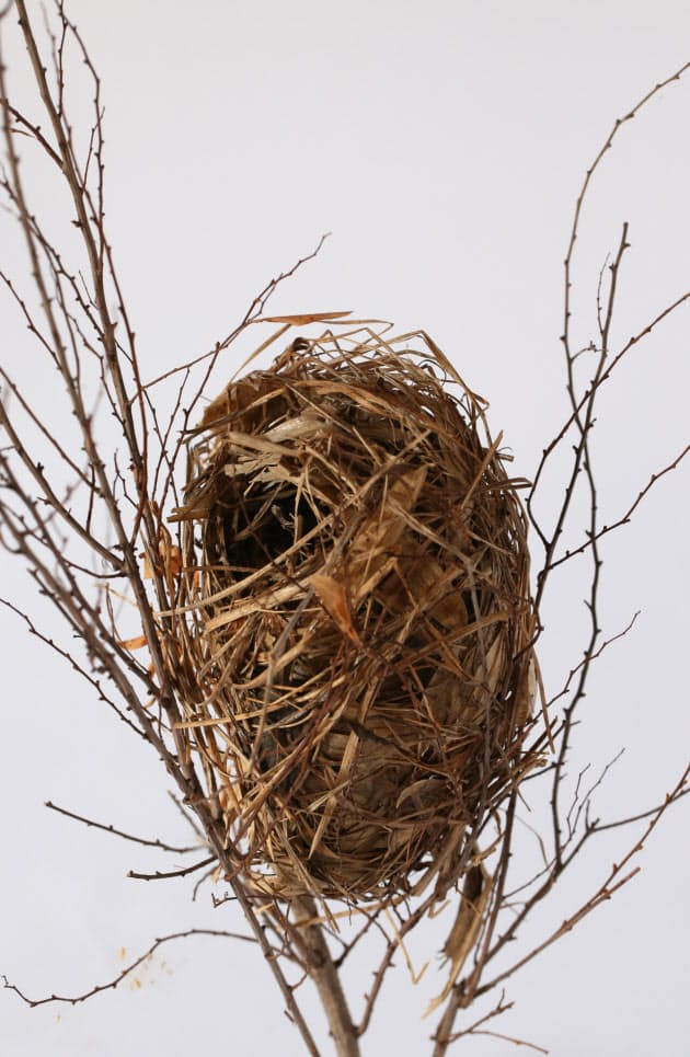 おわん形に皿形 鳥の巣 命を守る造形 Nikkei Style おわん形に皿形 鳥の巣 命を守る造形 Nikkei Style