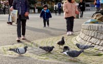 上野公園にはたくさんの鳩が生息している（東京都台東区）